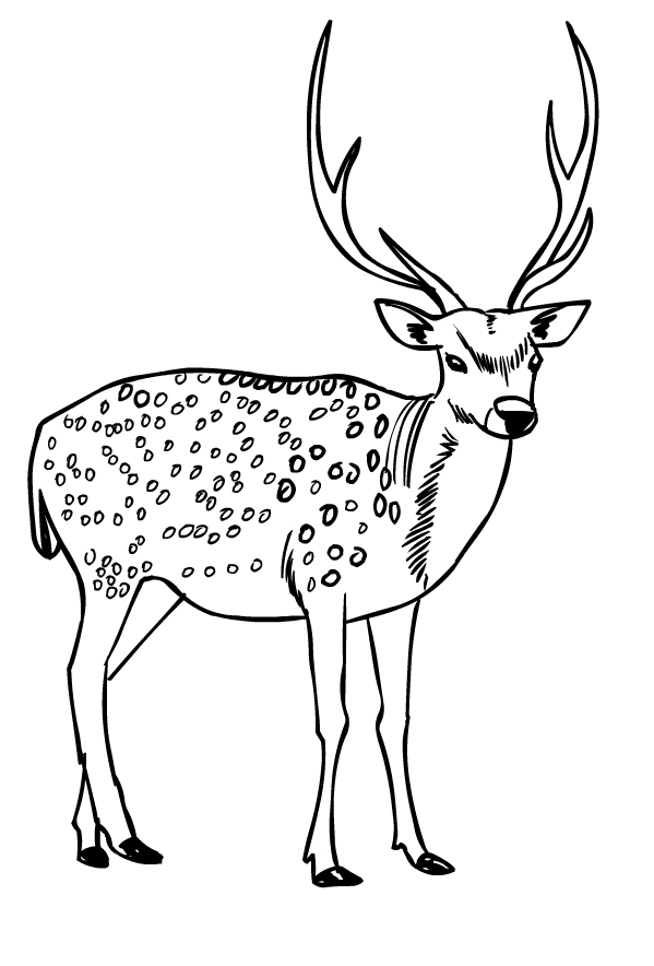 Drawing of deer to print and coloring