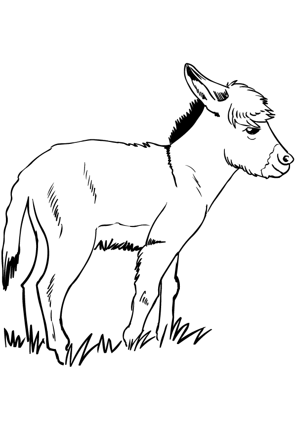 Drawing of donkeys to print and coloring
