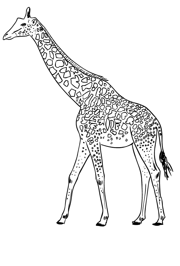 Drawing of giraffes  to print and coloring