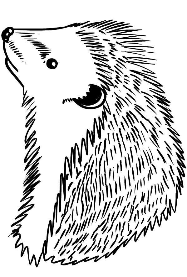 Drawing of hedgehogs to print and coloring