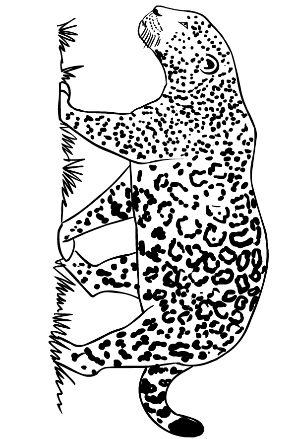 Drawing of jaguars to print and coloring