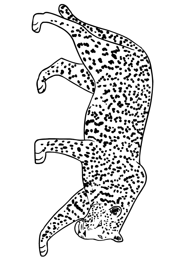 Drawing of jaguars to print and coloring