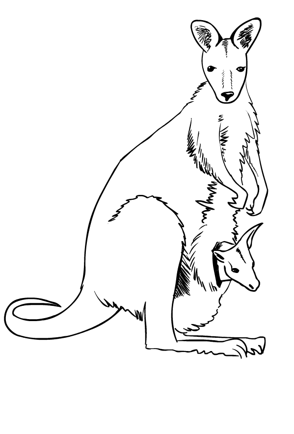 Drawing of kangaroos to print and coloring