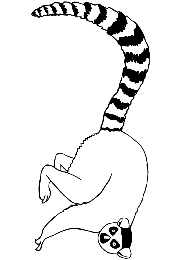 Drawing of lemurs to print and coloring