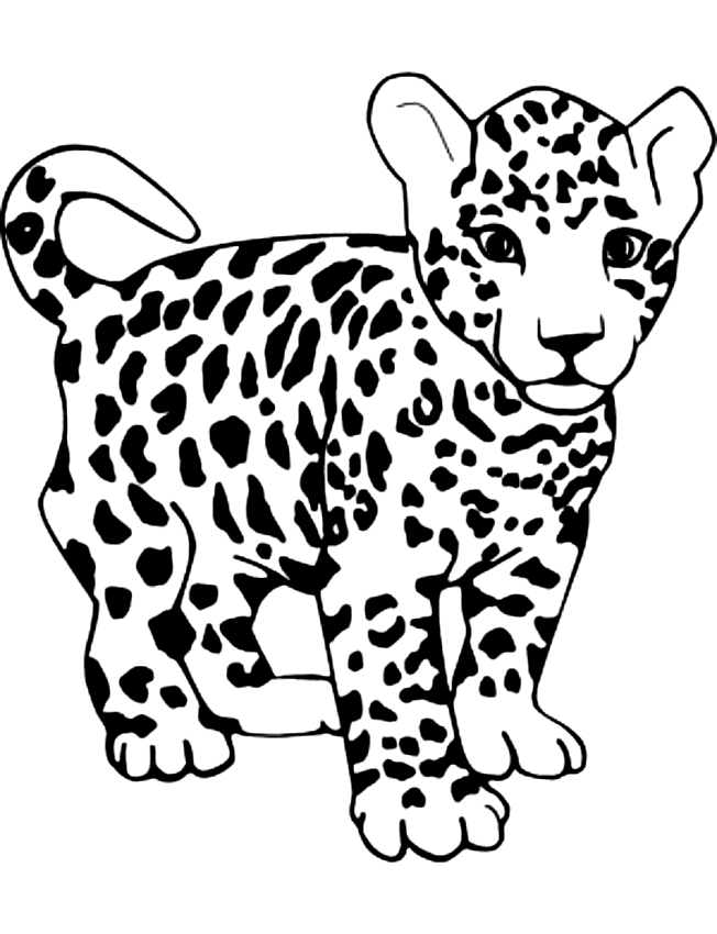 Drawing of leopards to print and coloring