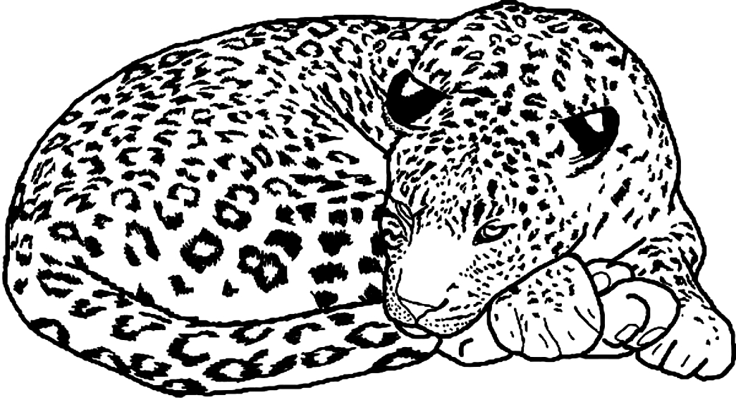 Drawing of leopards to print and coloring