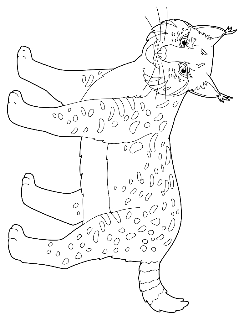 Drawing of lynx to print and coloring