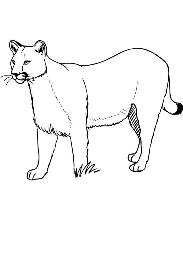 Drawing of puma to print and coloring