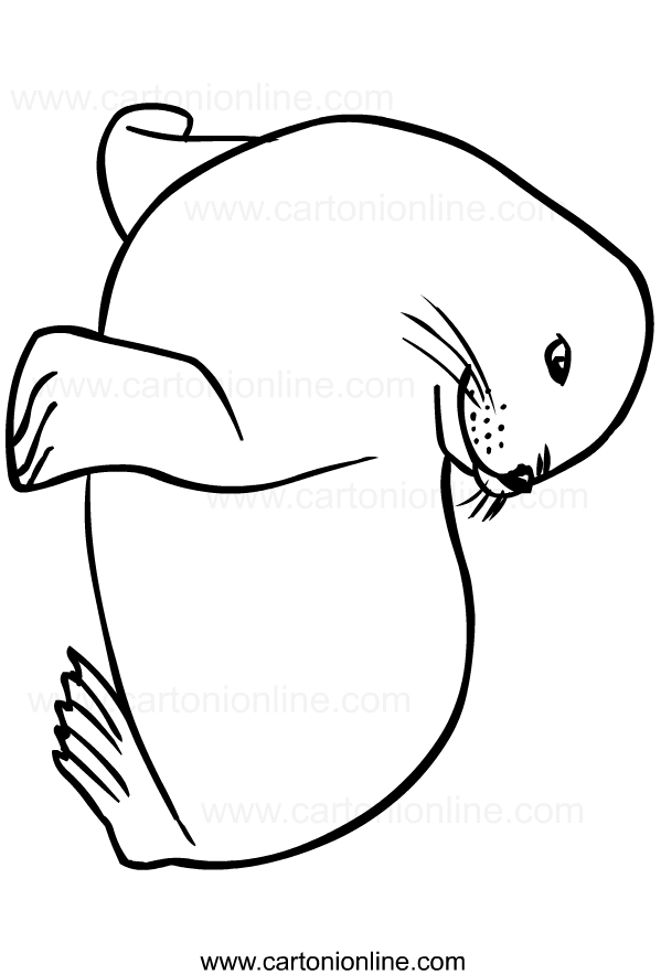 Drawing of seals to print and coloring