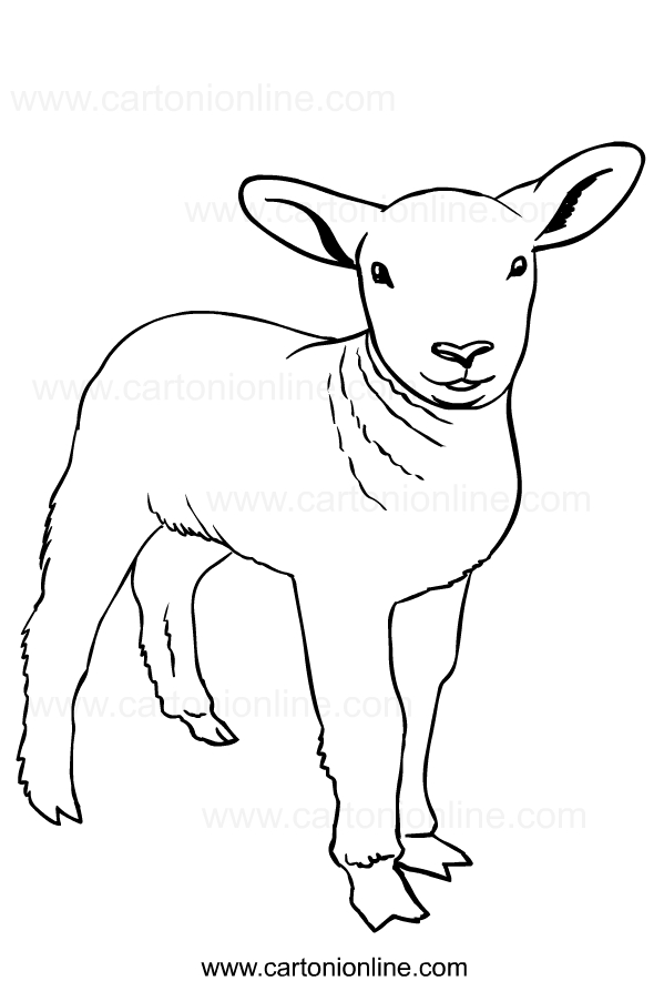 Drawing of sheeps to print and coloring
