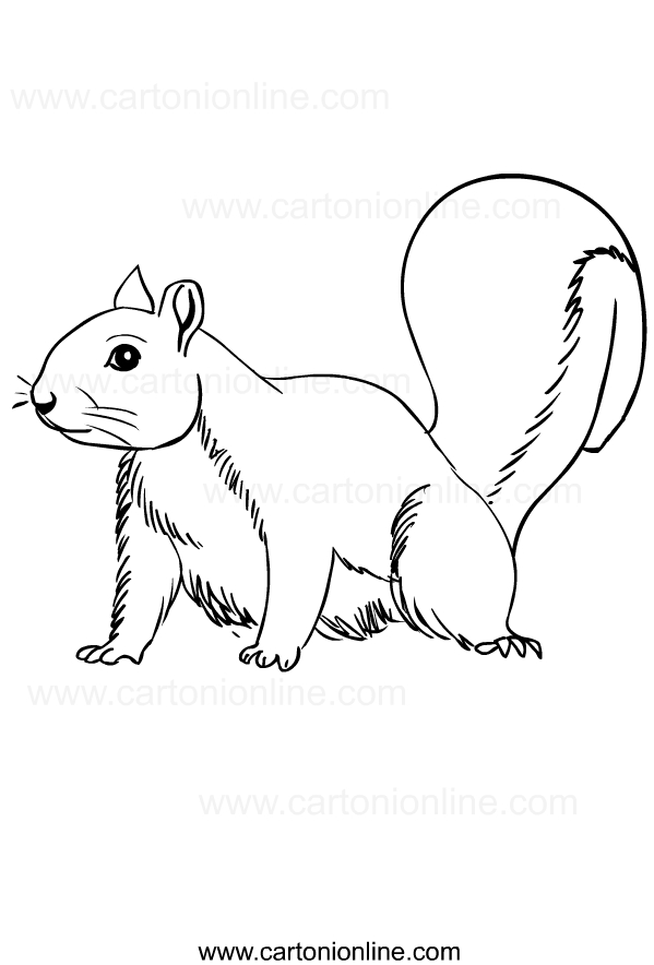 Drawing of squirrels to print and coloring