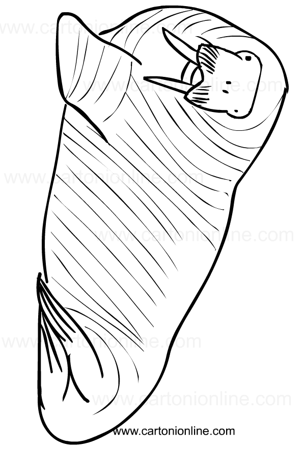 Drawing of walruses to print and coloring