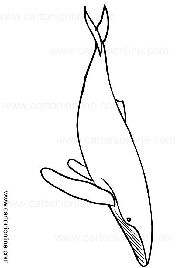 Drawing of whales to print and coloring
