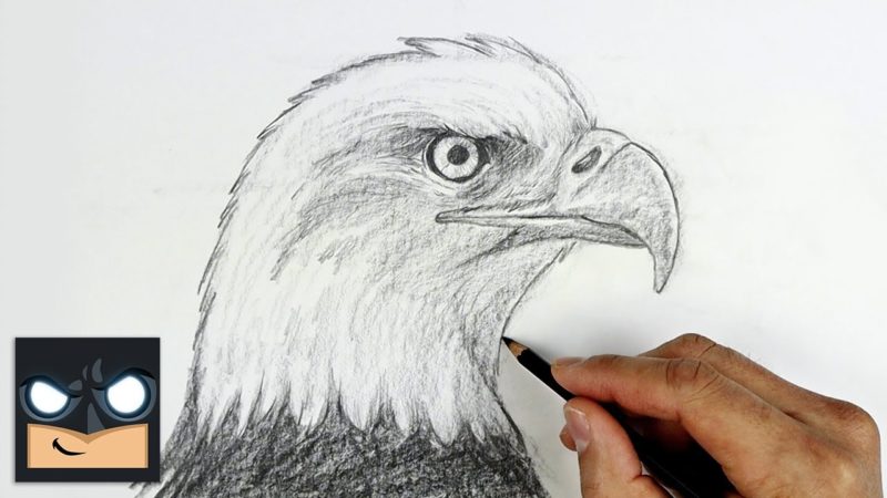 Come disegnare un aquila dalla testa bianca