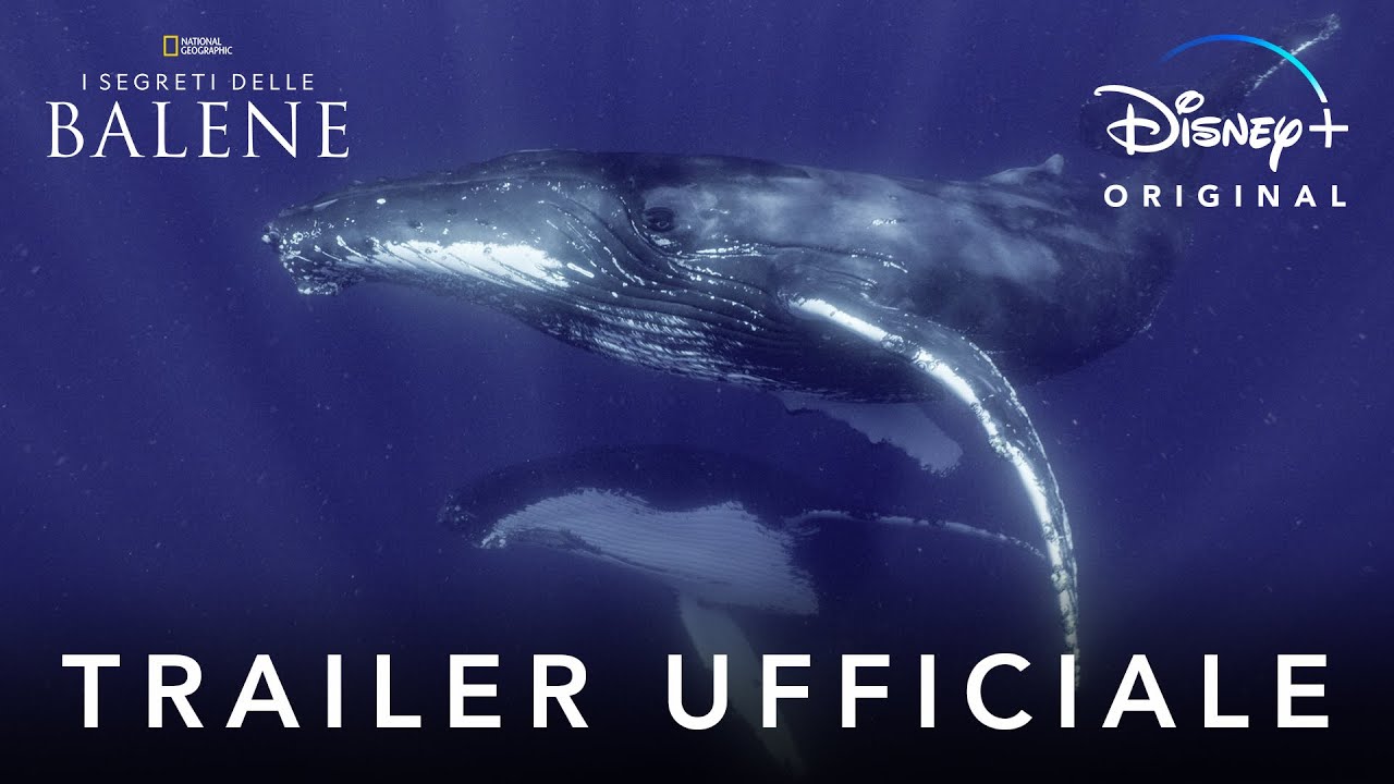 Disney+ | I Segreti delle Balene – Serie Originale in Streaming dal 22 Aprile