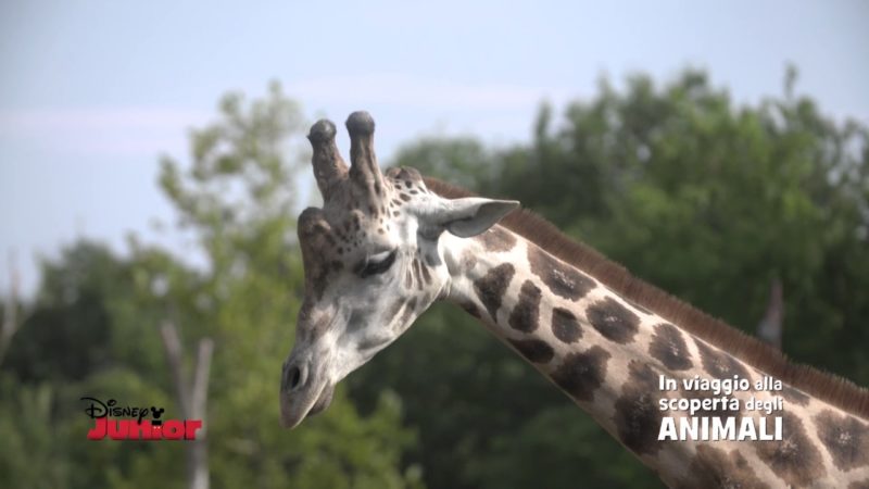 Disney Junior – Alla Scoperta degli Animali – Giraffe