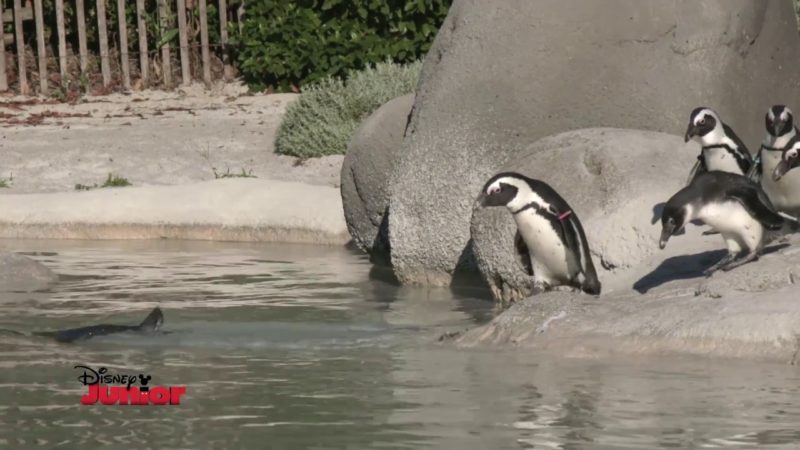Disney Junior – In Viaggio Alla Scoperta degli Animali – Pinguini