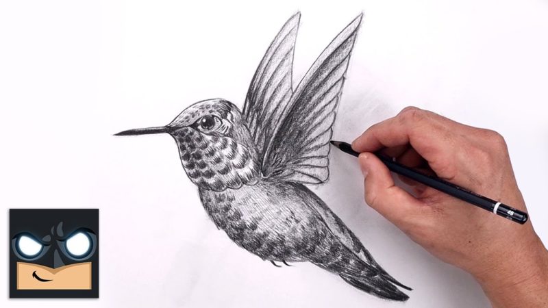 Come disegnare un colibrì |  Esercitazione di schizzo (passo dopo passo)