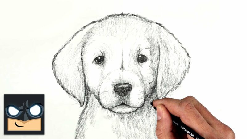 Come disegnare un cane cucciolo di Labrador