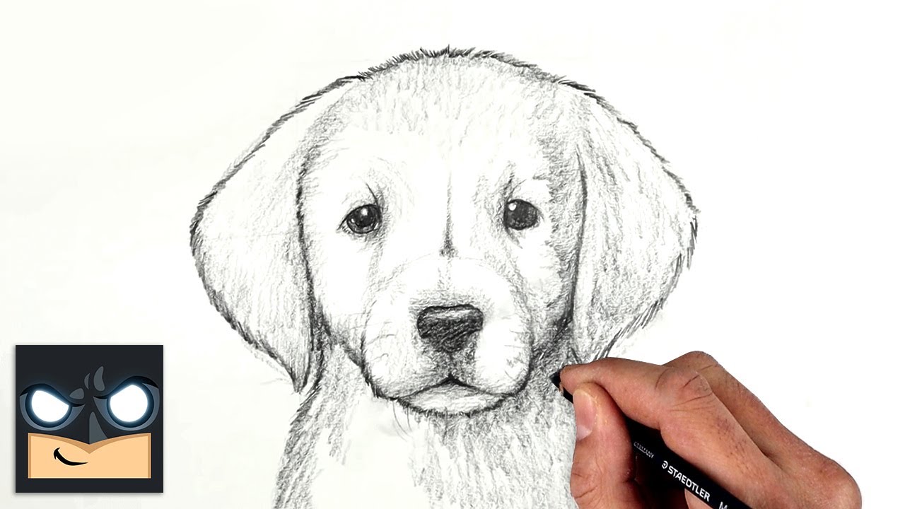 How to draw a Labrador puppy dog - Cartonionline.com