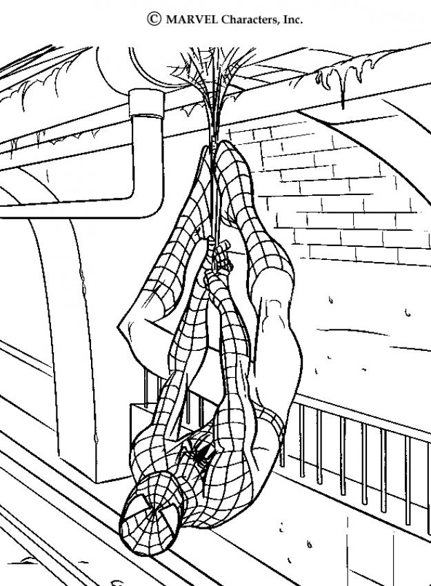 Ausmalbilder Spider-Man, von der Decke abgehngt zum Drucken und Frben 